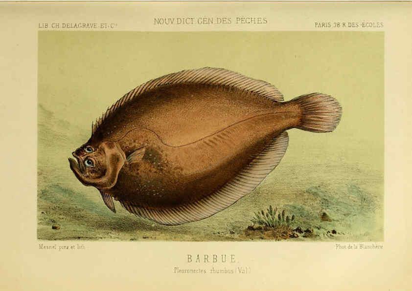 Reproducción/Reproduction 6266707303: La Pêche et les poissons Paris :C. Delagrave et cie,1868