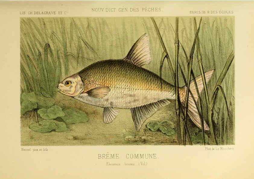 Reproducción/Reproduction 6267233924: La Pêche et les poissons Paris :C. Delagrave et cie,1868