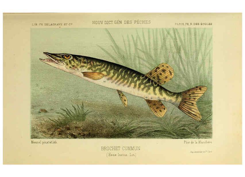 Reproducción/Reproduction 6267234118: La Pêche et les poissons Paris :C. Delagrave et cie,1868