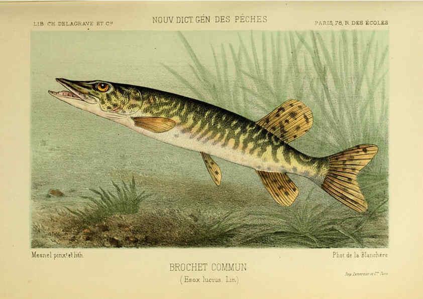 Reproducción/Reproduction 6267234118: La Pêche et les poissons Paris :C. Delagrave et cie,1868