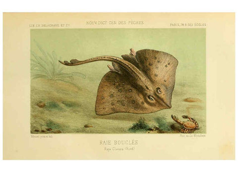 Reproducción/Reproduction 6266713231: La Pêche et les poissons Paris :C. Delagrave et cie,1868