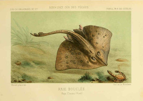 Reproducción/Reproduction 6266713231: La Pêche et les poissons Paris :C. Delagrave et cie,1868