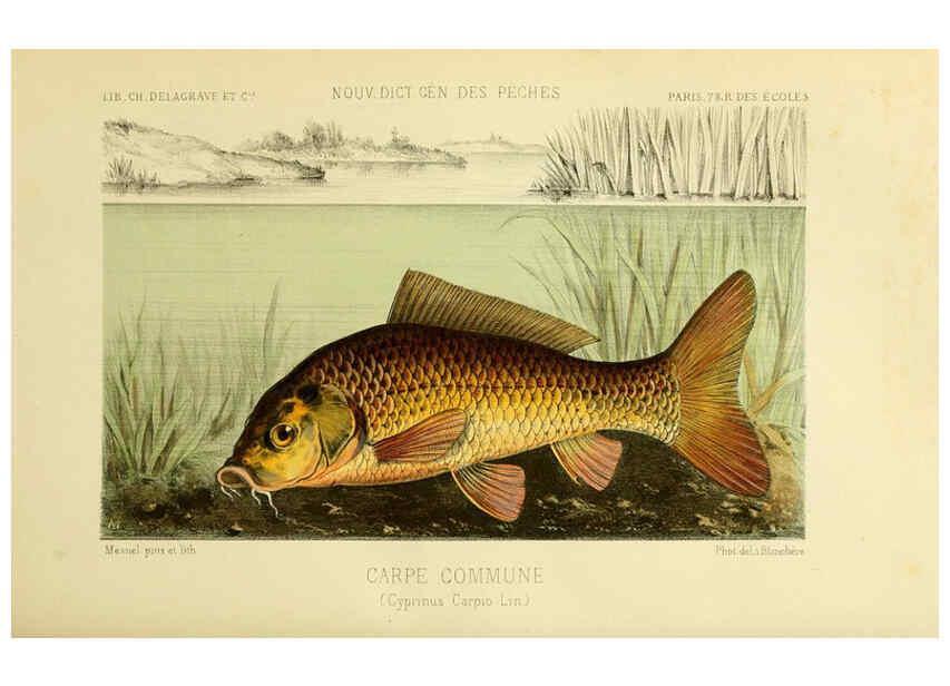 Reproducción/Reproduction 6267234300: La Pêche et les poissons Paris :C. Delagrave et cie,1868