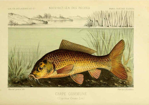 Reproducción/Reproduction 6267234300: La Pêche et les poissons Paris :C. Delagrave et cie,1868