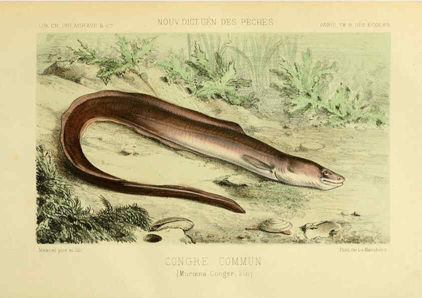 Reproducción/Reproduction 6267234780: La Pêche et les poissons Paris :C. Delagrave et cie,1868