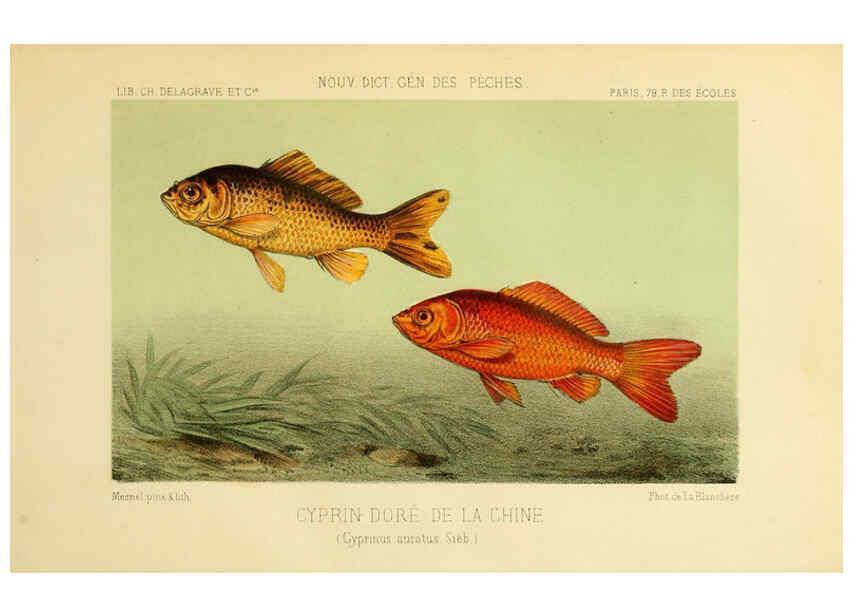 Reproducción/Reproduction 6267234936: La Pêche et les poissons Paris :C. Delagrave et cie,1868