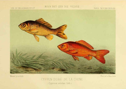 Reproducción/Reproduction 6267234936: La Pêche et les poissons Paris :C. Delagrave et cie,1868