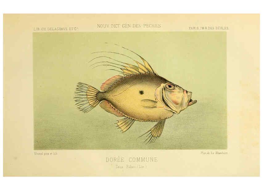 Reproducción/Reproduction 6266708825: La Pêche et les poissons Paris :C. Delagrave et cie,1868