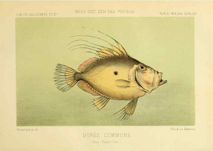 Reproducción/Reproduction 6266708825: La Pêche et les poissons Paris :C. Delagrave et cie,1868