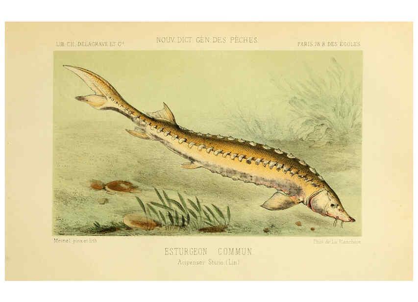 Reproducción/Reproduction 6266709013: La Pêche et les poissons Paris :C. Delagrave et cie,1868