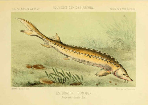 Reproducción/Reproduction 6266709013: La Pêche et les poissons Paris :C. Delagrave et cie,1868