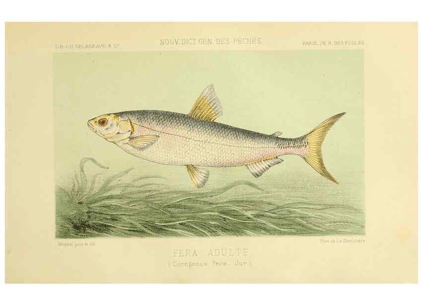 Reproducción/Reproduction 6266709161: La Pêche et les poissons Paris :C. Delagrave et cie,1868