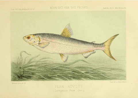 Reproducción/Reproduction 6266709161: La Pêche et les poissons Paris :C. Delagrave et cie,1868