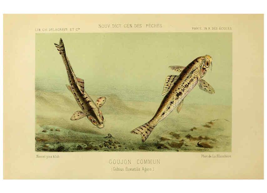 Reproducción/Reproduction 6266709341: La Pêche et les poissons Paris :C. Delagrave et cie,1868