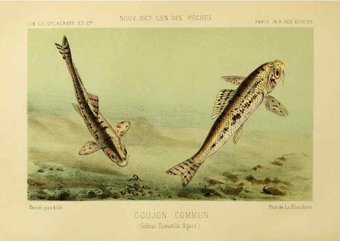 Reproducción/Reproduction 6266709341: La Pêche et les poissons Paris :C. Delagrave et cie,1868