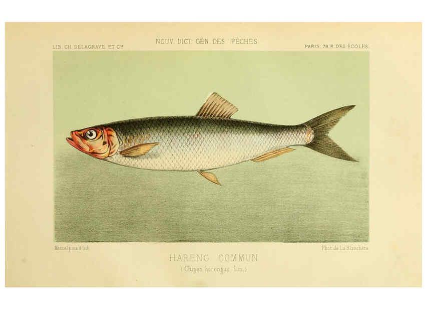 Reproducción/Reproduction 6266709461: La Pêche et les poissons Paris :C. Delagrave et cie,1868