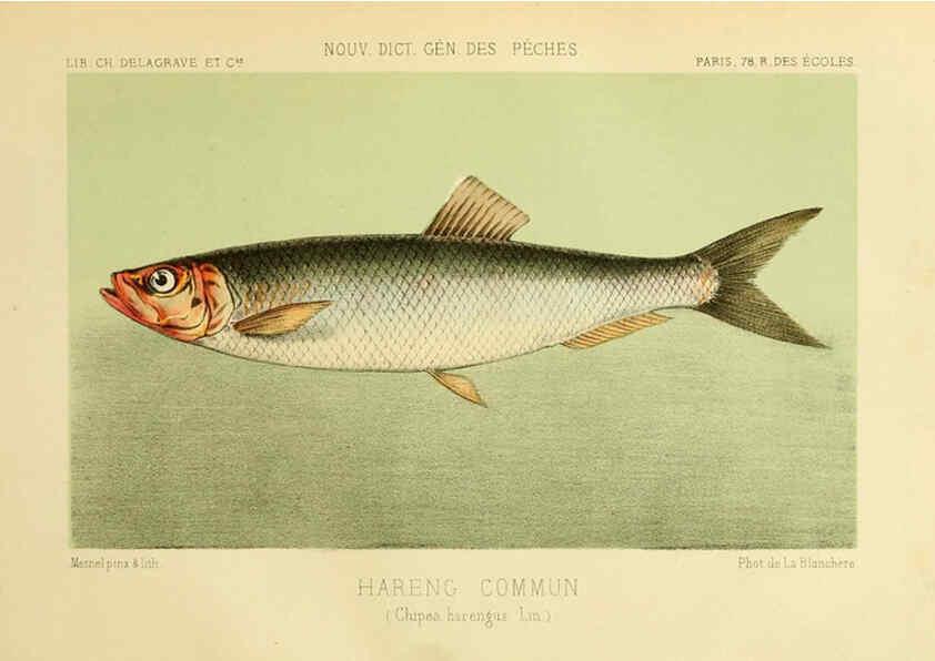 Reproducción/Reproduction 6266709461: La Pêche et les poissons Paris :C. Delagrave et cie,1868