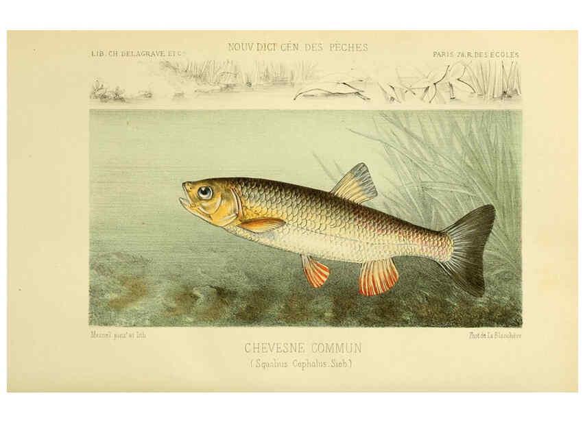 Reproducción/Reproduction 6266708171: La Pêche et les poissons Paris :C. Delagrave et cie,1868