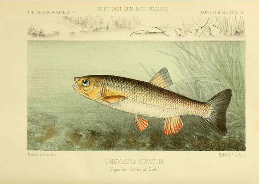 Reproducción/Reproduction 6266708171: La Pêche et les poissons Paris :C. Delagrave et cie,1868