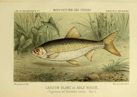 Reproducción/Reproduction 6267239878: La Pêche et les poissons Paris :C. Delagrave et cie,1868