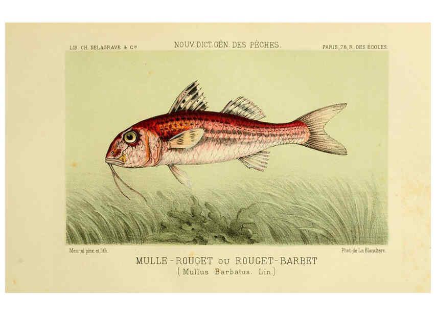 Reproducción/Reproduction 6266713787: La Pêche et les poissons Paris :C. Delagrave et cie,1868