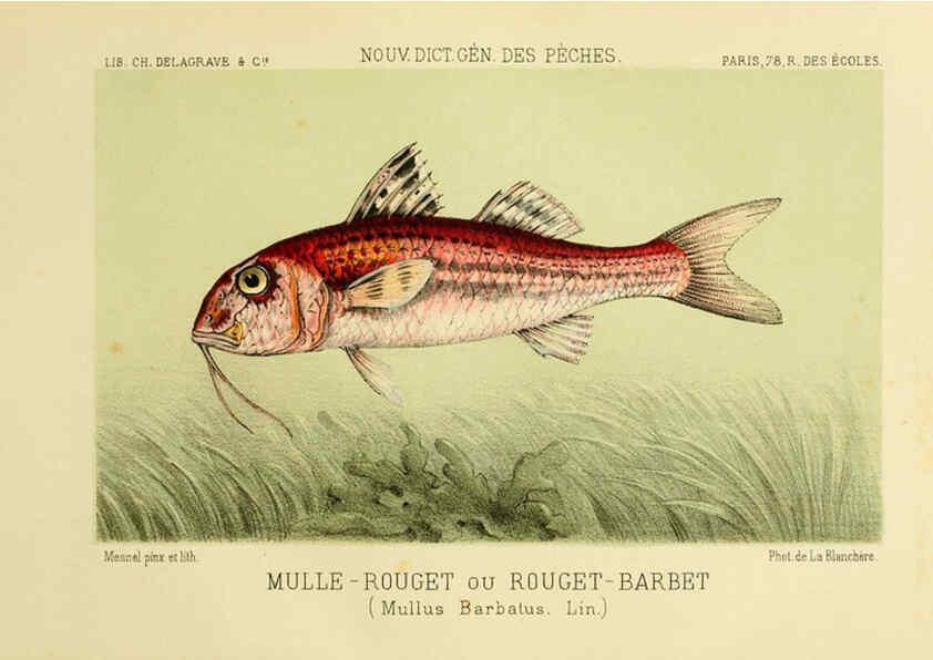 Reproducción/Reproduction 6266713787: La Pêche et les poissons Paris :C. Delagrave et cie,1868