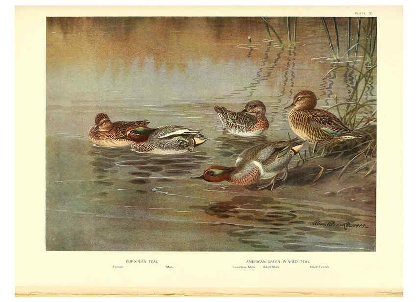 Reproducción/Reproduction 6276090229: A natural history of the ducks Boston ;Houghton Mifflin Company ;1922-1926