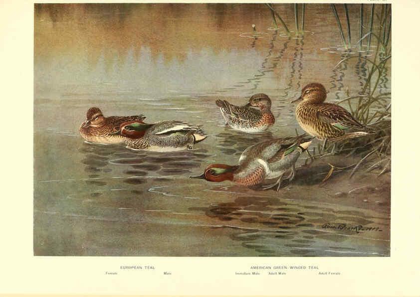 Reproducción/Reproduction 6276090229: A natural history of the ducks Boston ;Houghton Mifflin Company ;1922-1926