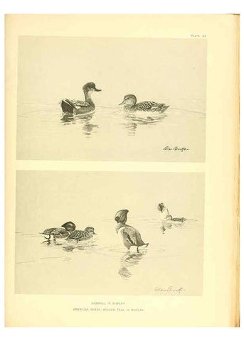 Reproducción/Reproduction 6276090415: A natural history of the ducks Boston ;Houghton Mifflin Company ;1922-1926