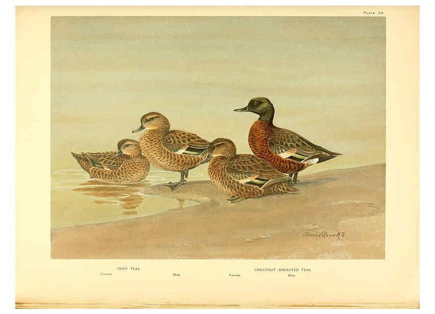 Reproducción/Reproduction 6276612886: A natural history of the ducks Boston ;Houghton Mifflin Company ;1922-1926