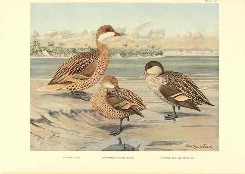 Reproducción/Reproduction 6276614394: A natural history of the ducks Boston ;Houghton Mifflin Company ;1922-1926