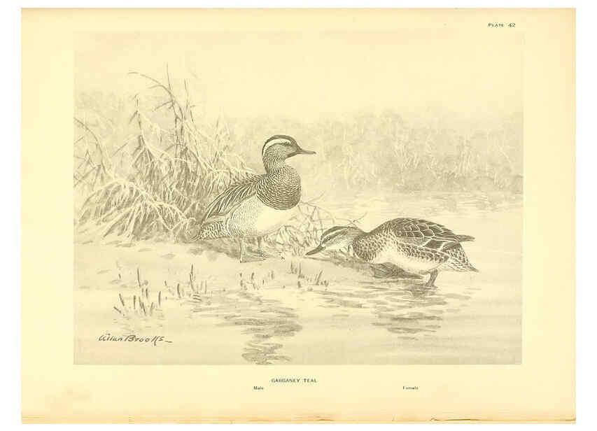 Reproducción/Reproduction 6276092635: A natural history of the ducks Boston ;Houghton Mifflin Company ;1922-1926