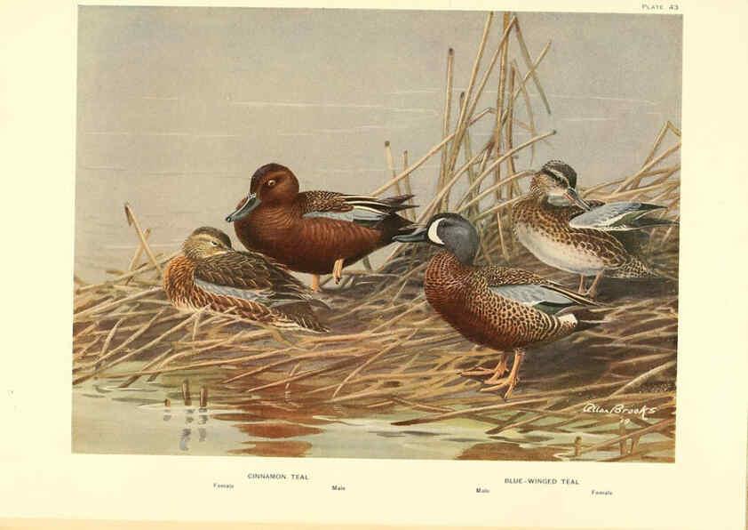 Reproducción/Reproduction 6276614828: A natural history of the ducks Boston ;Houghton Mifflin Company ;1922-1926