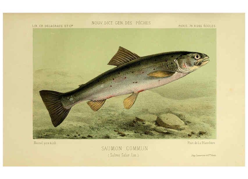 Reproducción/Reproduction 6267240374: La Pêche et les poissons Paris :C. Delagrave et cie,1868