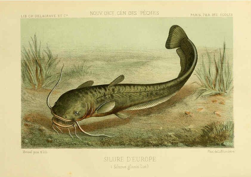 Reproducción/Reproduction 6267240548: La Pêche et les poissons Paris :C. Delagrave et cie,1868