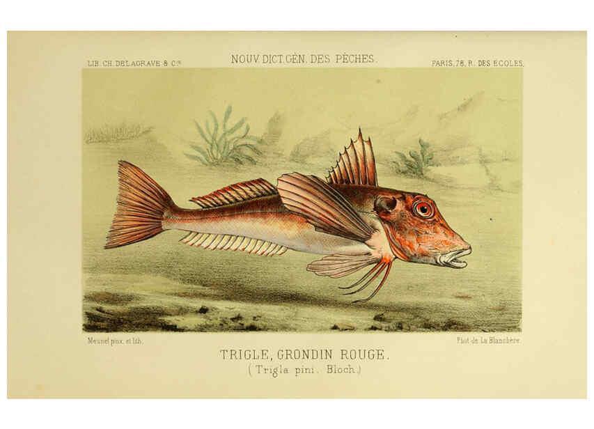 Reproducción/Reproduction 6266714315: La Pêche et les poissons Paris :C. Delagrave et cie,1868