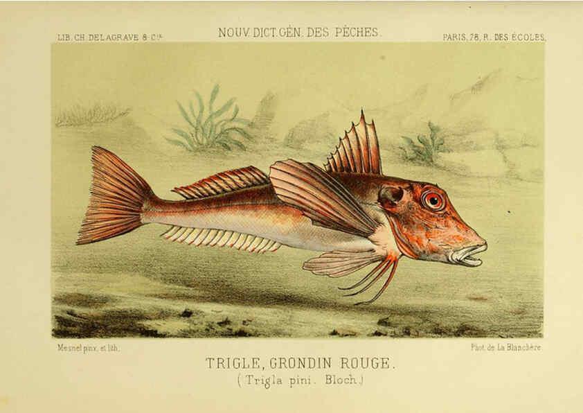 Reproducción/Reproduction 6266714315: La Pêche et les poissons Paris :C. Delagrave et cie,1868