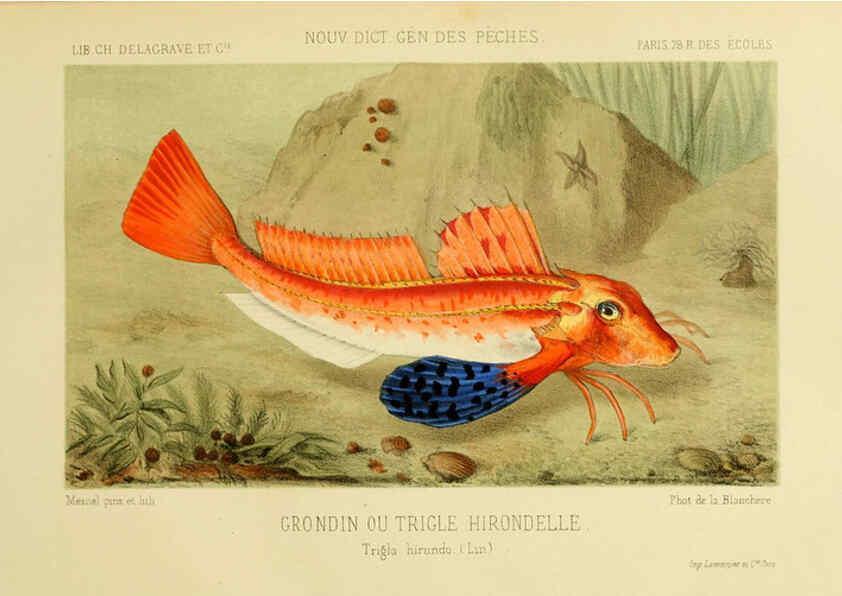 Reproducción/Reproduction 6267240876: La Pêche et les poissons Paris :C. Delagrave et cie,1868