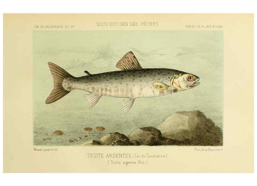 Reproducción/Reproduction 6267241054: La Pêche et les poissons Paris :C. Delagrave et cie,1868