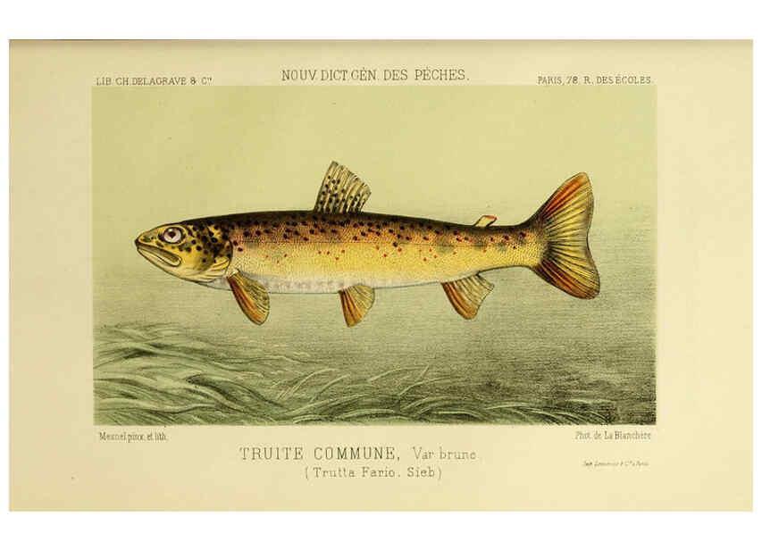 Reproducción/Reproduction 6267241222: La Pêche et les poissons Paris :C. Delagrave et cie,1868