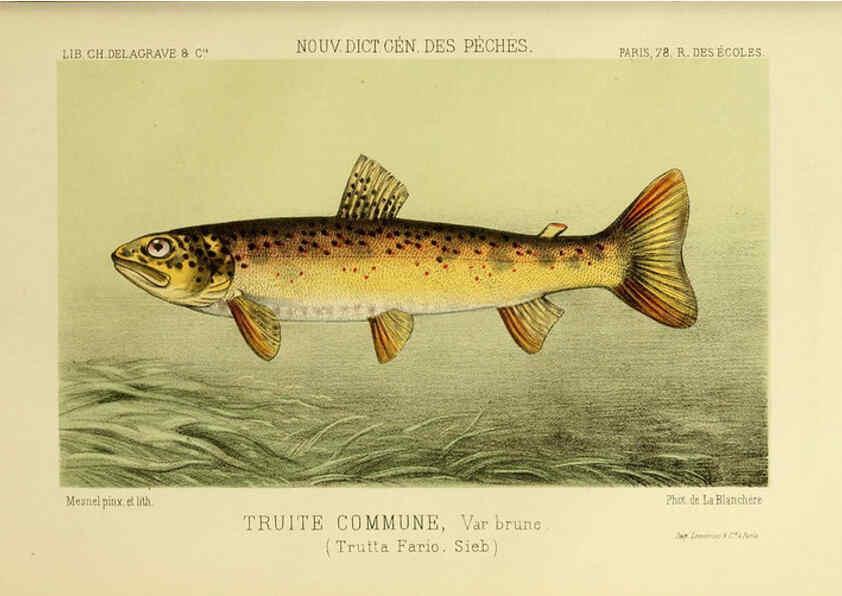 Reproducción/Reproduction 6267241222: La Pêche et les poissons Paris :C. Delagrave et cie,1868