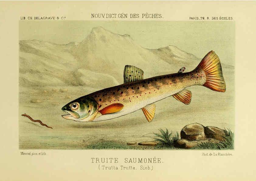 Reproducción/Reproduction 6267241398: La Pêche et les poissons Paris :C. Delagrave et cie,1868