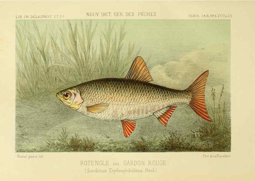 Reproducción/Reproduction 6267240054: La Pêche et les poissons Paris :C. Delagrave et cie,1868