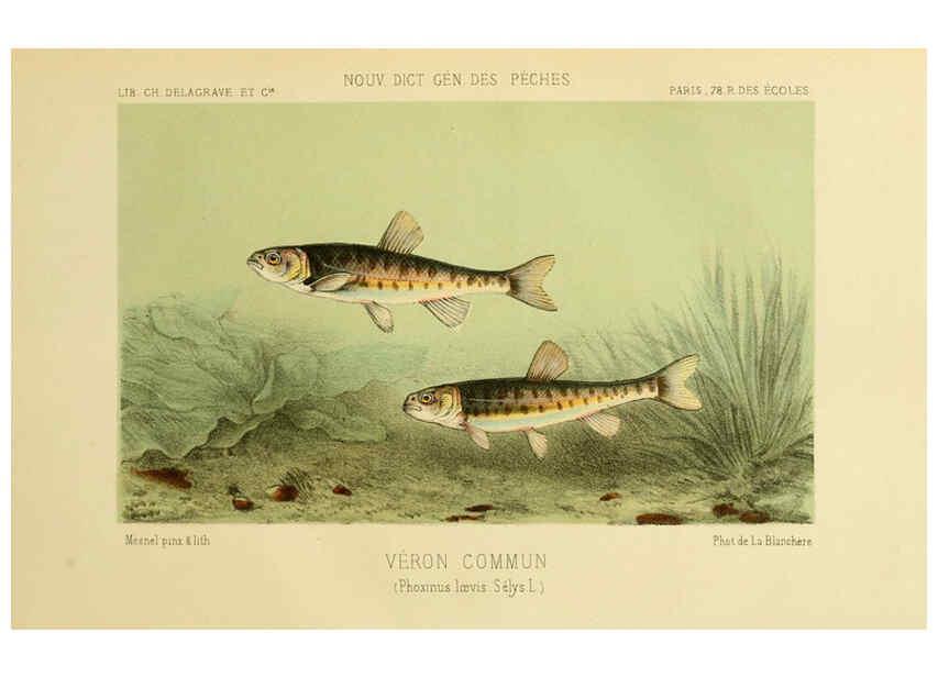 Reproducción/Reproduction 6267241596: La Pêche et les poissons Paris :C. Delagrave et cie,1868