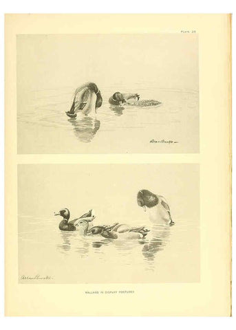 Reproducción/Reproduction 6276609844: A natural history of the ducks Boston ;Houghton Mifflin Company ;1922-1926