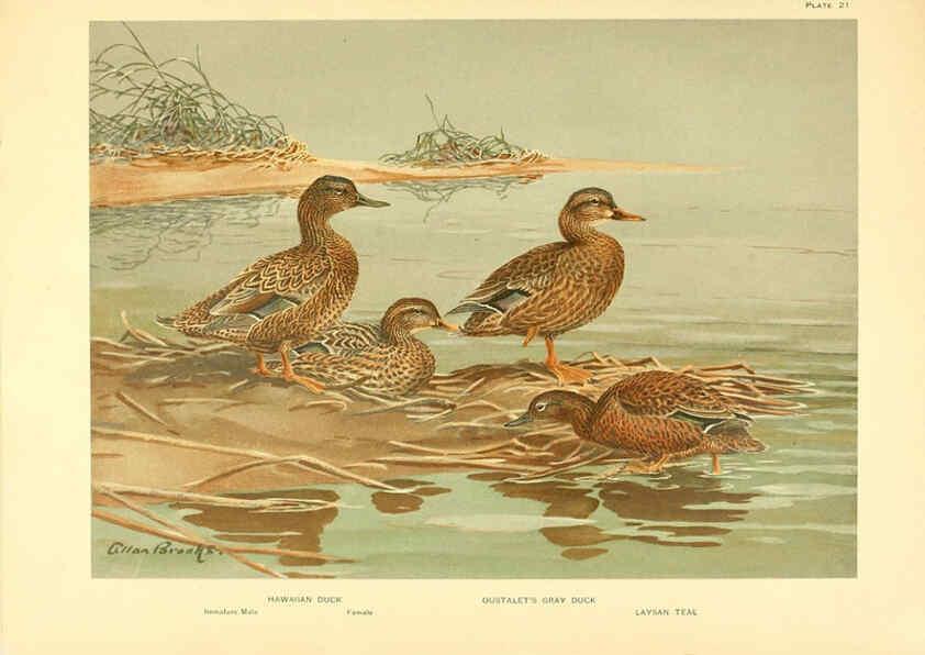 Reproducción/Reproduction 6276087857: A natural history of the ducks Boston ;Houghton Mifflin Company ;1922-1926