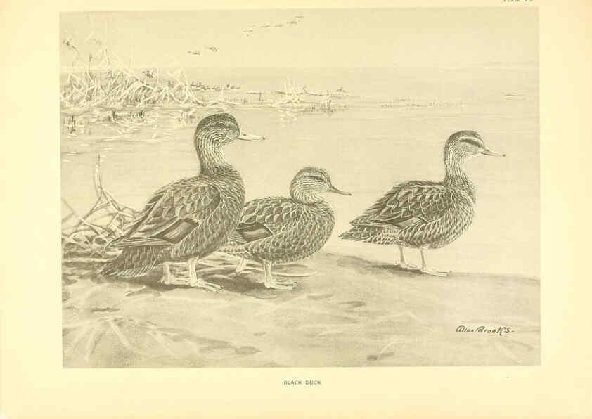 Reproducción/Reproduction 6276610612: A natural history of the ducks Boston ;Houghton Mifflin Company ;1922-1926