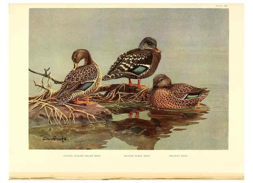 Reproducción/Reproduction 6276611094: A natural history of the ducks Boston ;Houghton Mifflin Company ;1922-1926