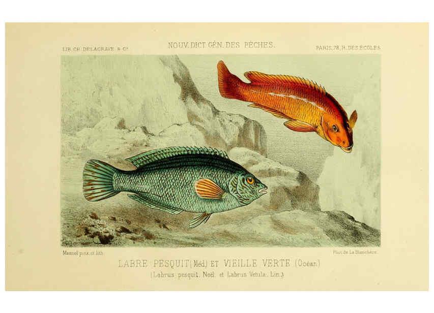 Reproducción/Reproduction 6266715455: La Pêche et les poissons Paris :C. Delagrave et cie,1868