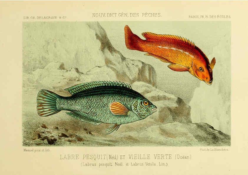 Reproducción/Reproduction 6266715455: La Pêche et les poissons Paris :C. Delagrave et cie,1868